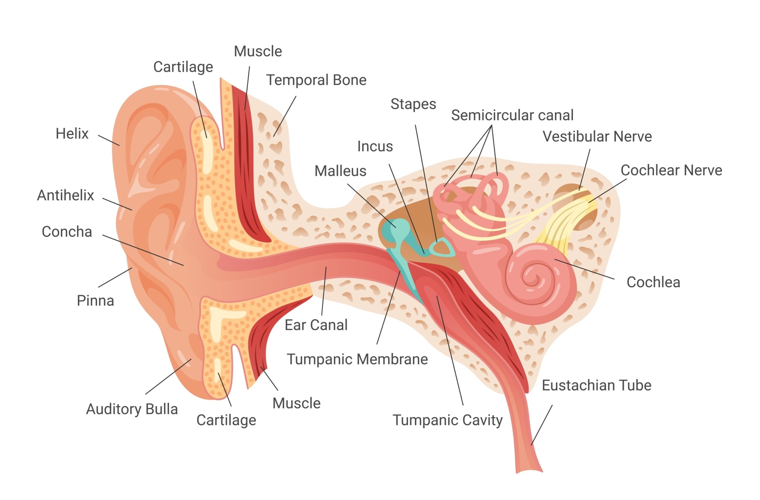 6 Fascinating Things You Might Not Know About Audiology Ears And Hearing Aids