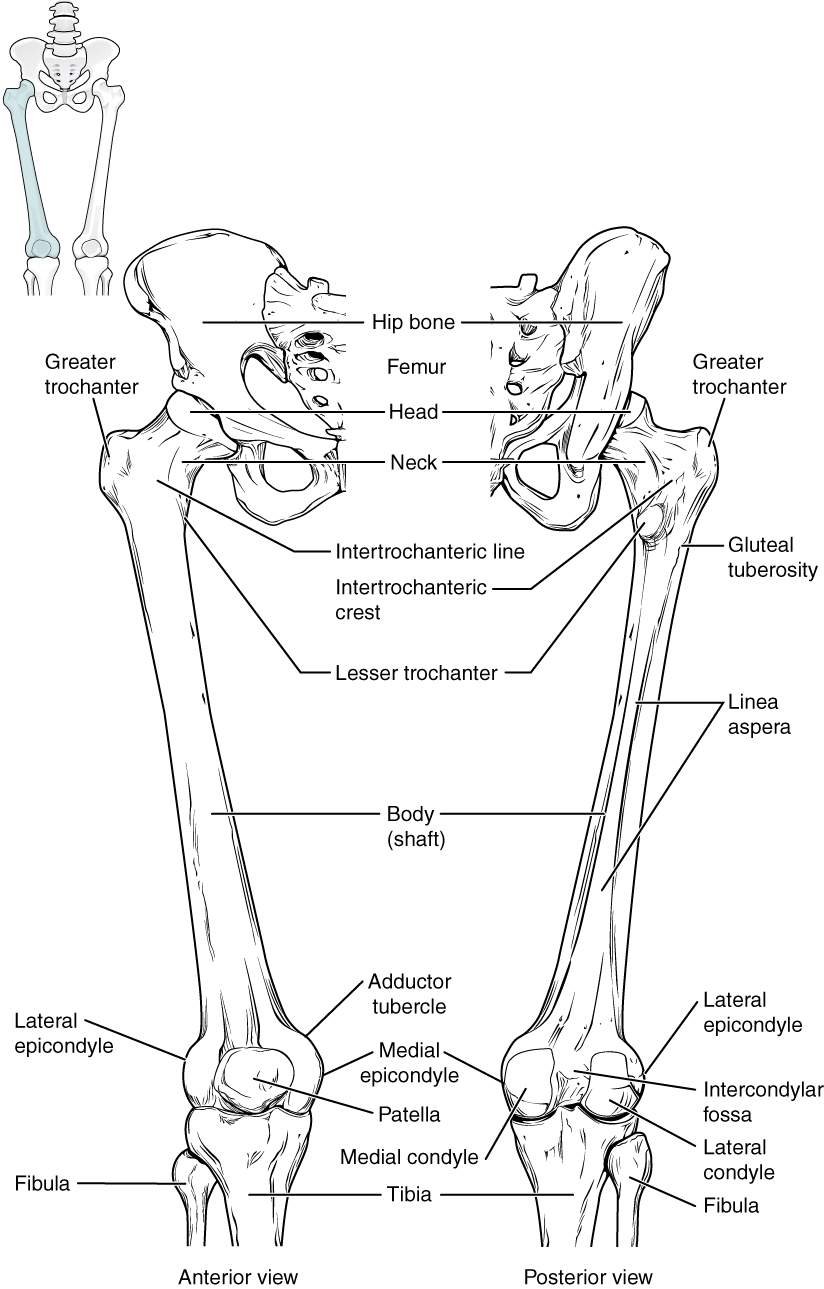 8 4 Bones Of The Lower Limb Mohawk PN Structure Function Of The Human Body