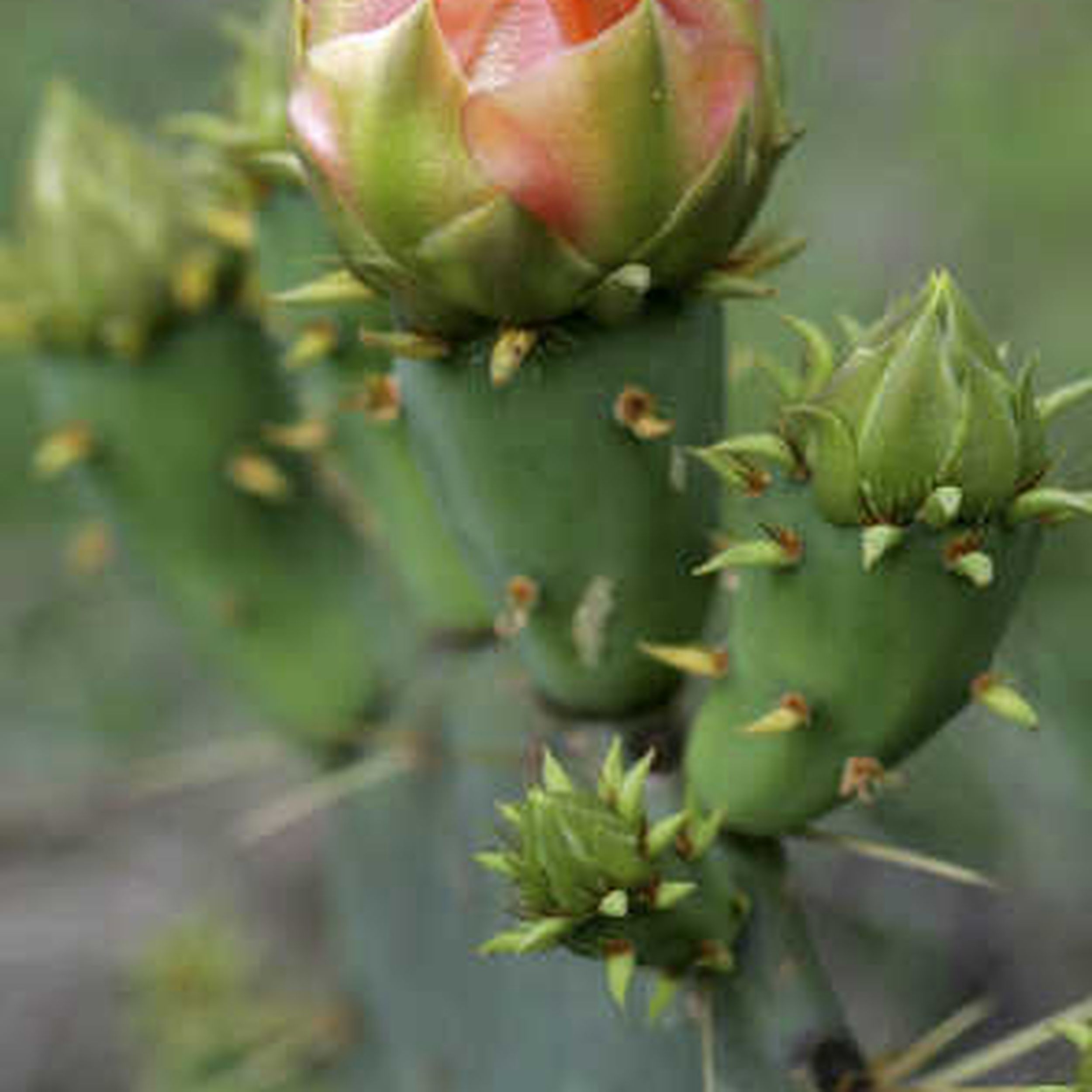 Cactus Bud Crossword