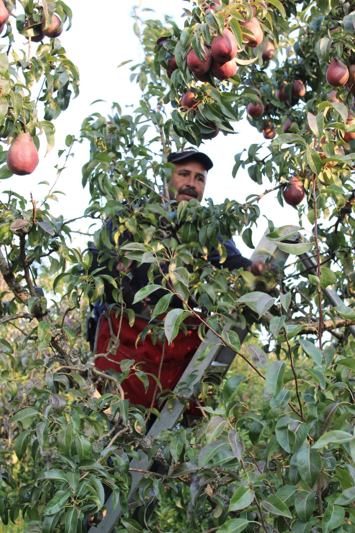 Among Solid 2023 Pear Harvest New Varieties Slowly Making Their Way Into Yakima Valley Orchards Business Yakimaherald