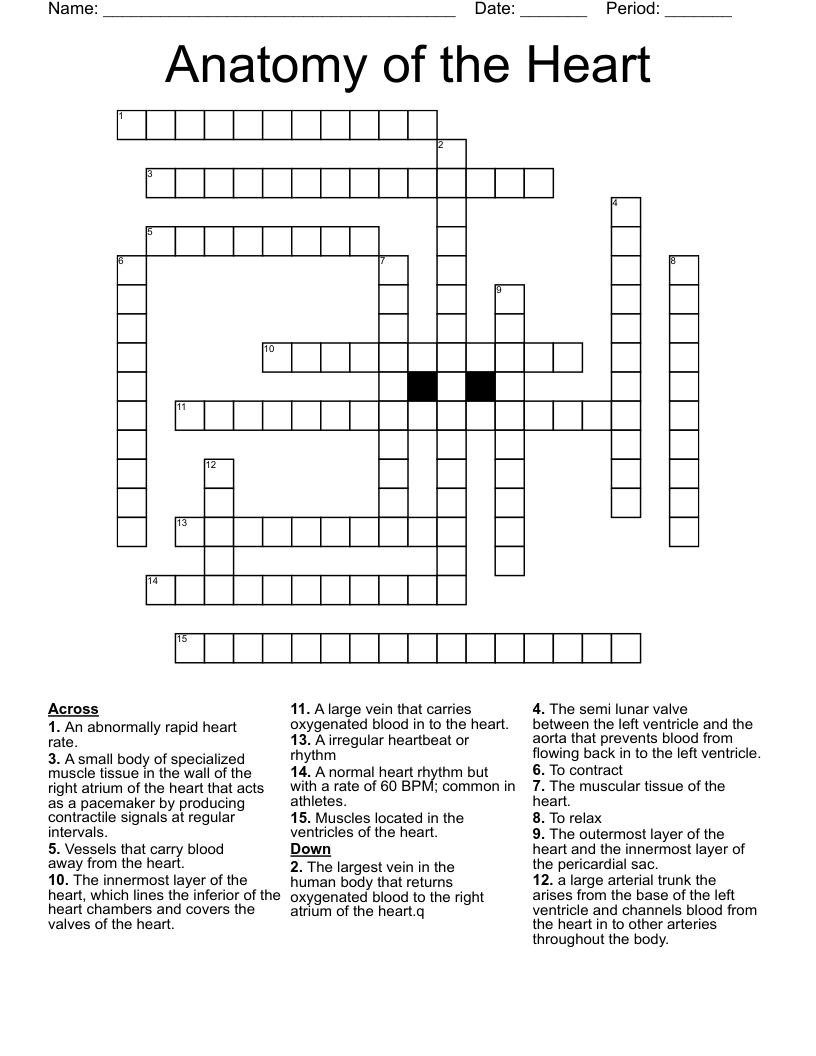 Anatomy Of The Heart Crossword WordMint Anatomy Of The Heart Crossword WordMint