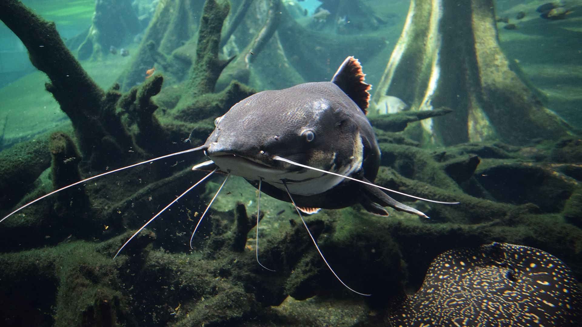 Ancient Judeans Ate Non kosher Fish Archaeologists Find Live Science