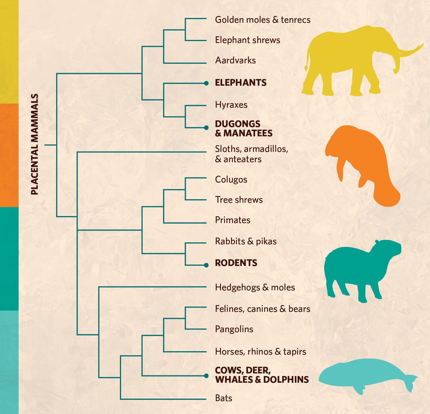 Anticancer Inspiration From Animal Giants The Scientist