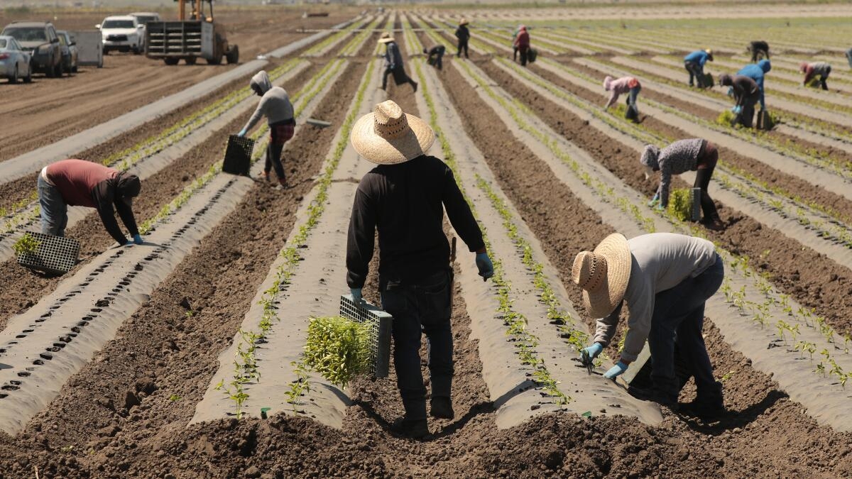 As The Summer Harvest Launches Uncertainty Hangs Over California Fields Los Angeles Times As The Summer Harvest Launches Uncertainty Hangs Over California Fields Los Angeles Times