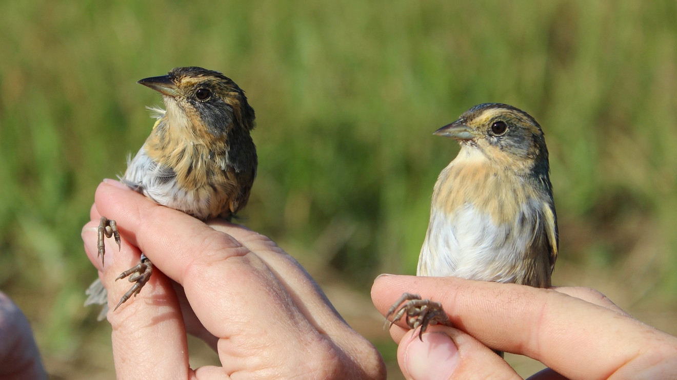crossword marsh bird
