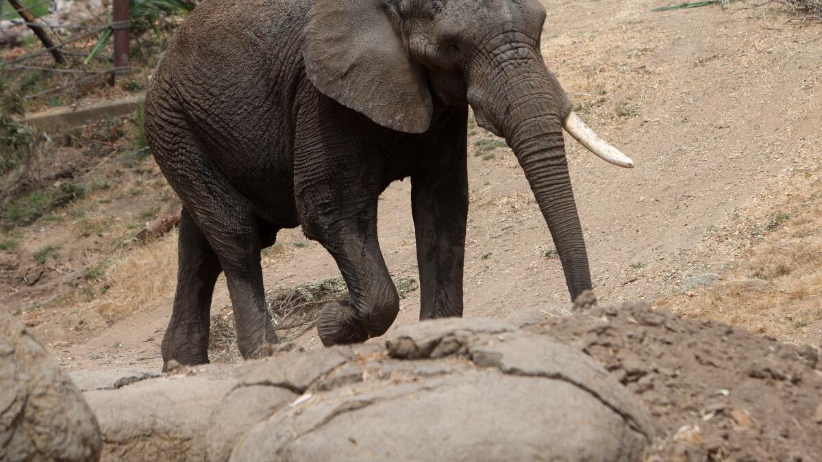 Elephant Group For Short Crossword