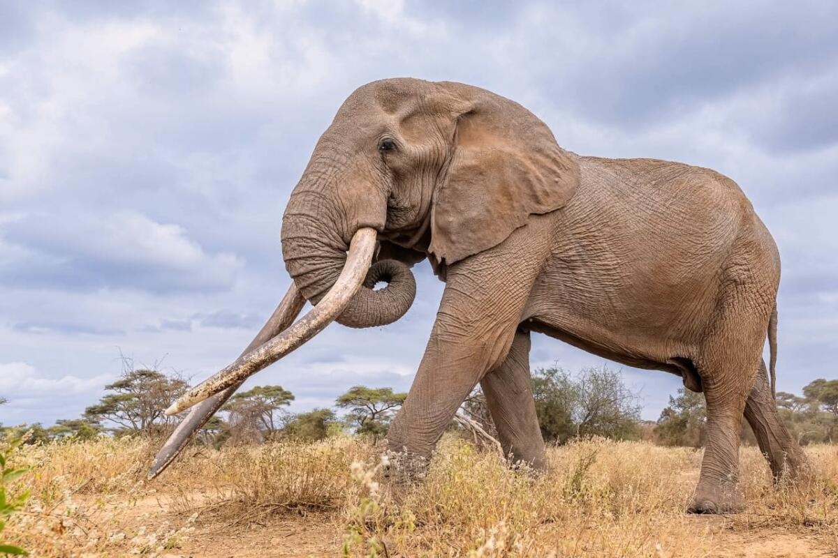 Conservationists In Kenya Pay Tribute To Beloved super Tusker Elephant Craig Who Died At Age 54 Los Angeles Times