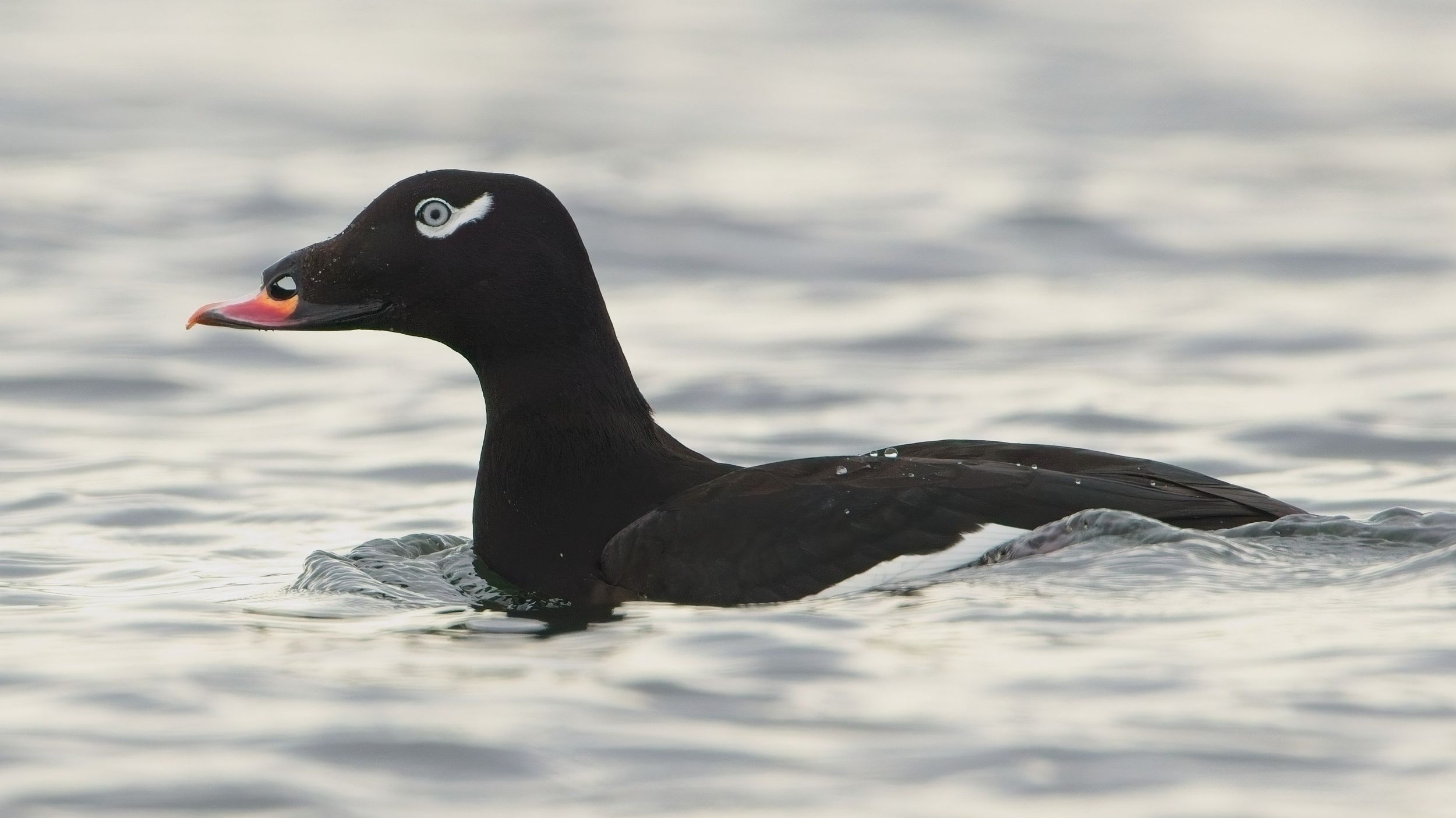 Cool Critters Large Striking Sea Duck Makes A Splash Near Pasco Cool Critters Large Striking Sea Duck Makes A Splash Near Pasco