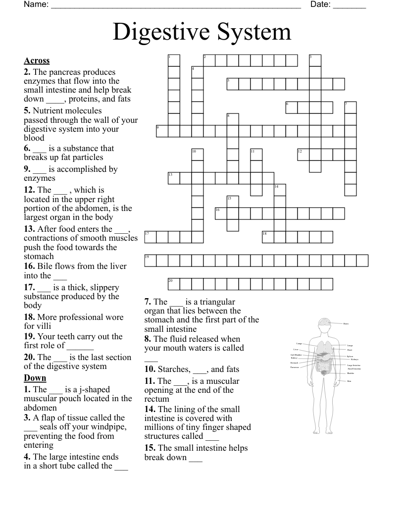 Digestive System Crossword Puzzle WordMint