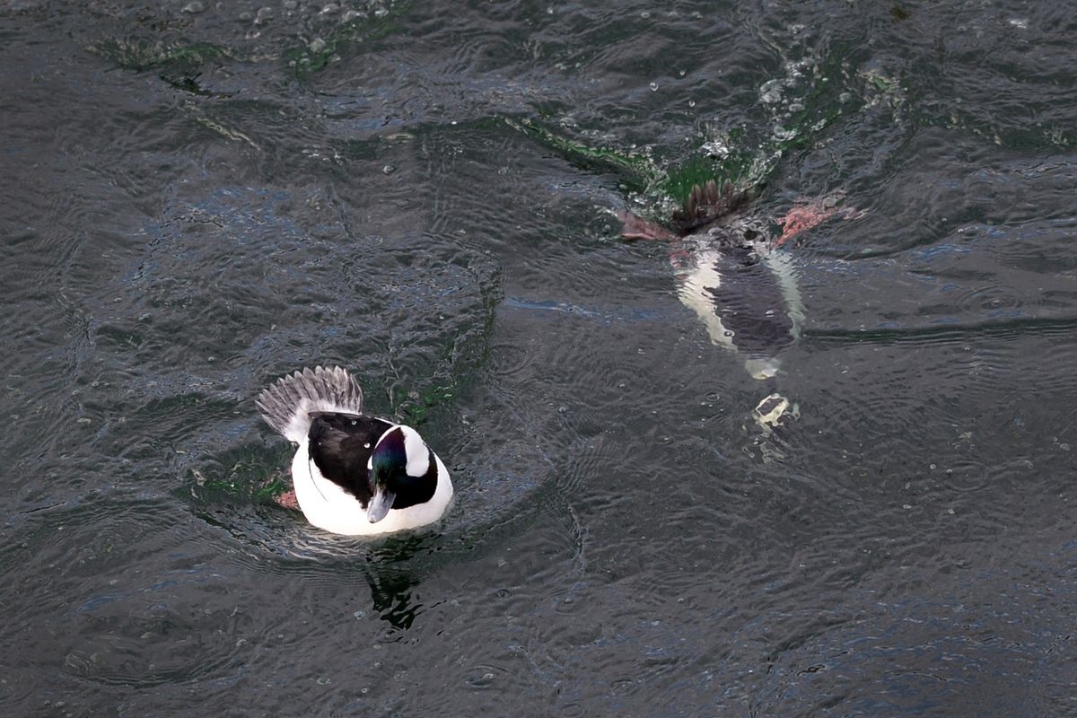 Diving Buffleheads Duck In For A Show On Spokane River Diving Buffleheads Duck In For A Show On Spokane River