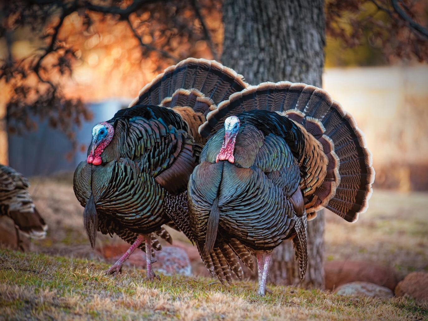 places to see turkeys crossword