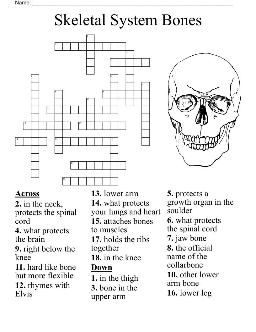Foot And Ankle Crossword WordMint Foot And Ankle Crossword WordMint