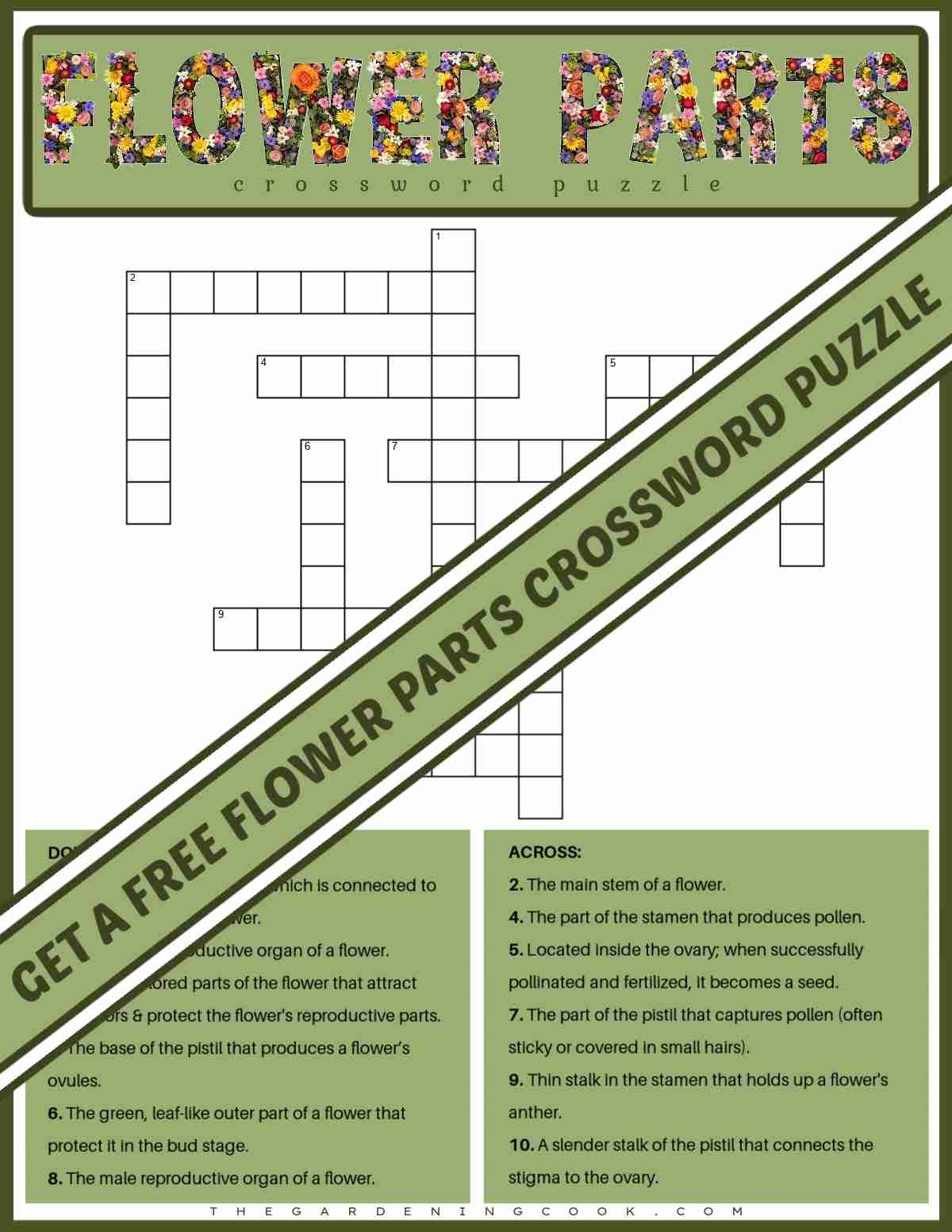 Free Printable Flower Parts Crossword Puzzle PDF JPG 