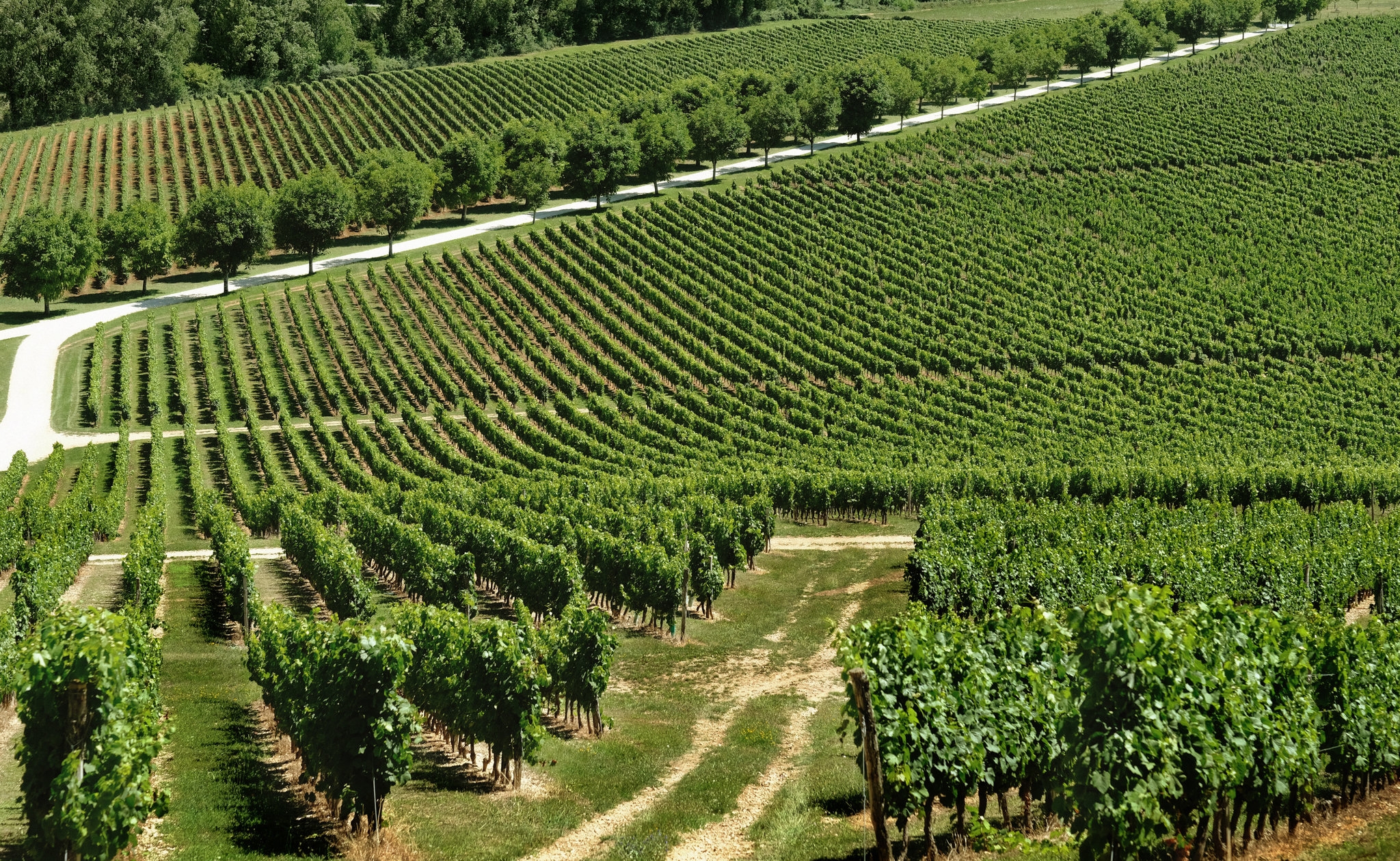 french vineyard crossword