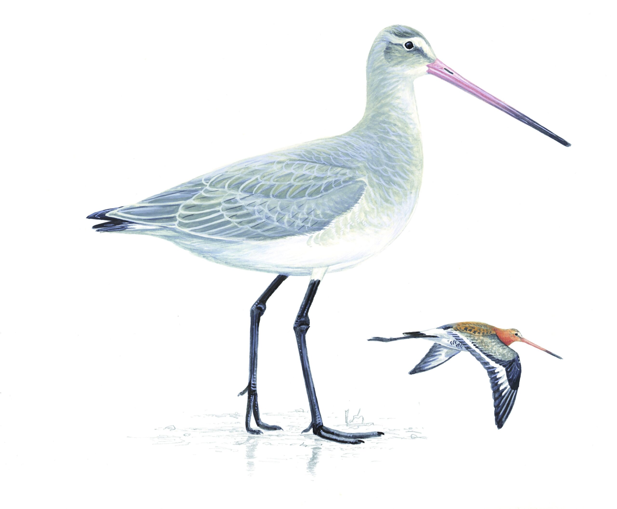 From Marsh To Estuary 9 Long legged Shore Skimming Wading Birds To Watch Out For This Winter Countryfile