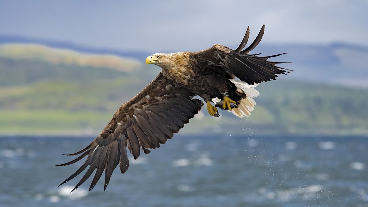 Fury As 3 White tailed Eagles Disappear As Police Investigation Launched UK News Express co uk