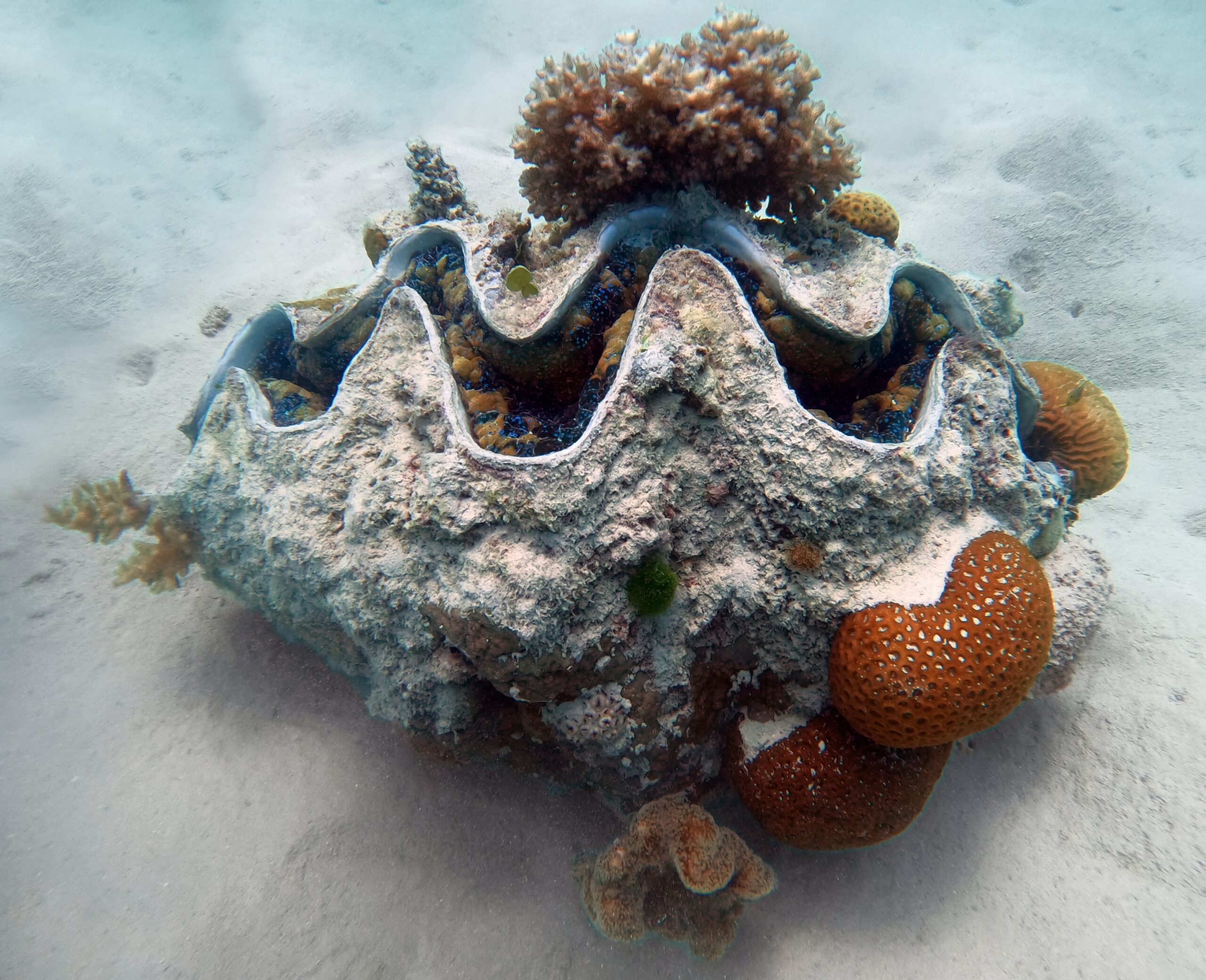 Giant Clam Wikipedia