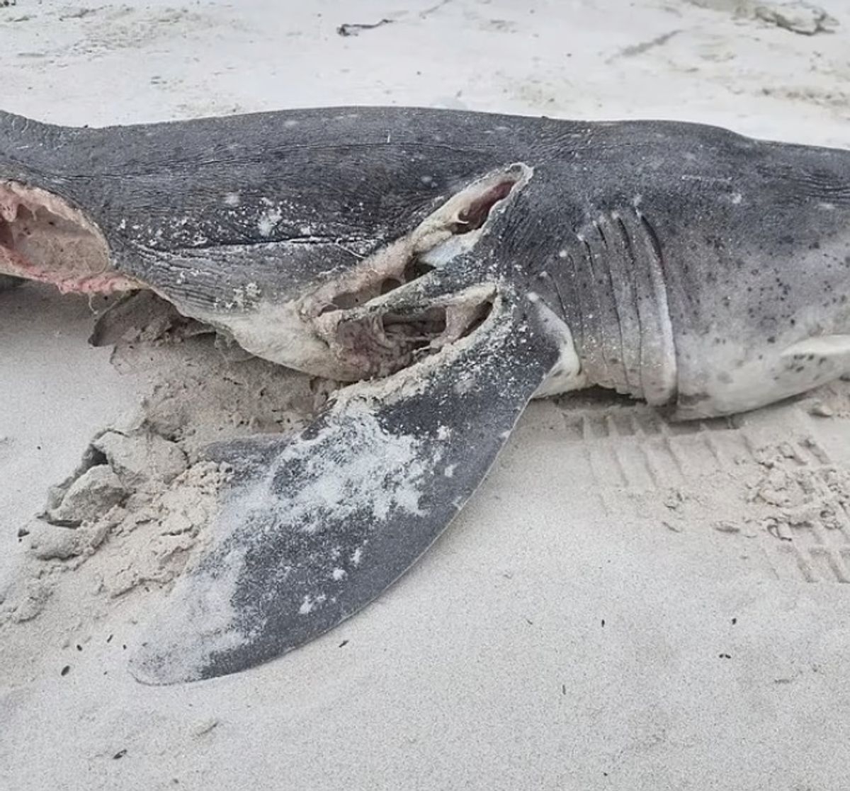 Giant Predator Rips Apart 15ft Great White Shark That Had Just Eaten Dolphin The Mirror