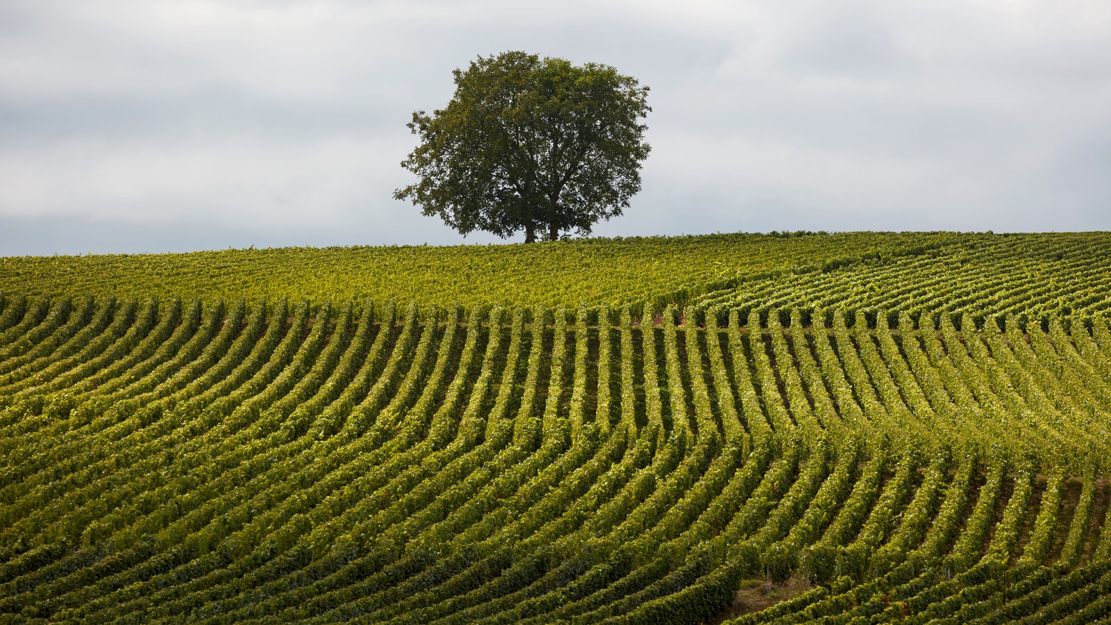Harvesting Grapes In France With Champagne As Reward The New York Times