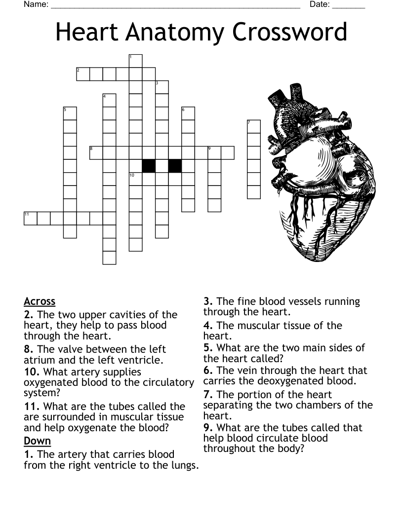 Heart Chambers Crossword
