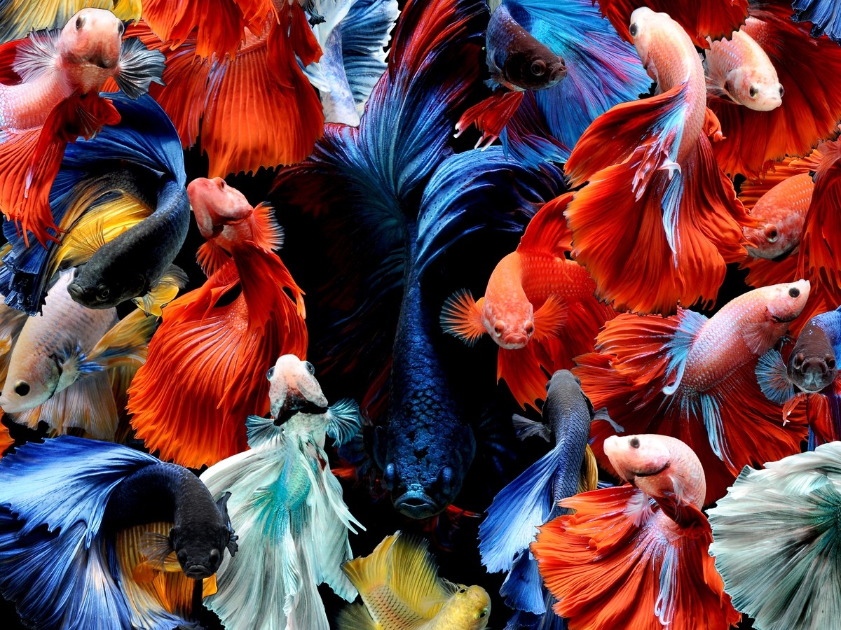 fighting fish crossword