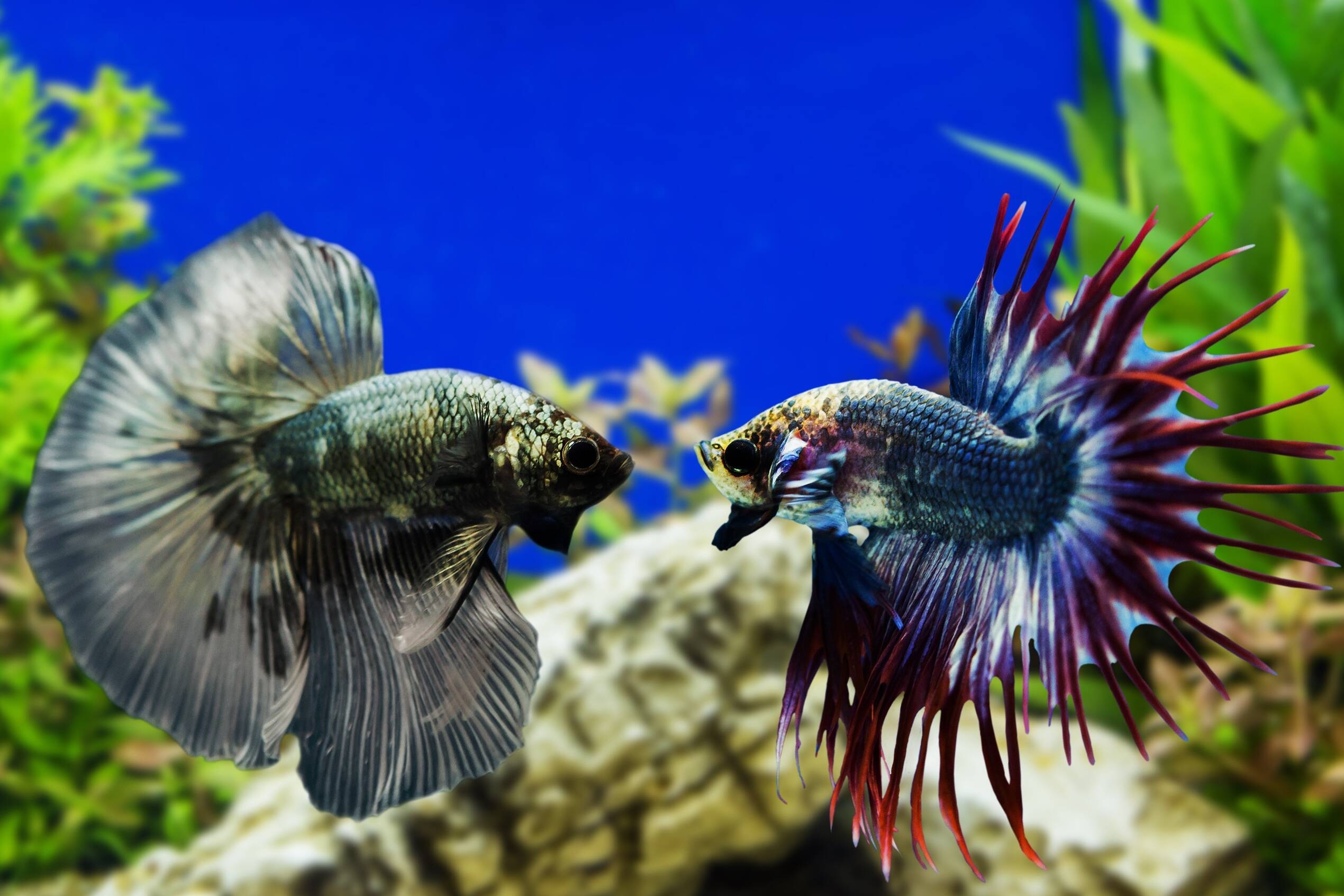 How To Care For Siamese Fighting Fish The Canberra Times Canberra ACT