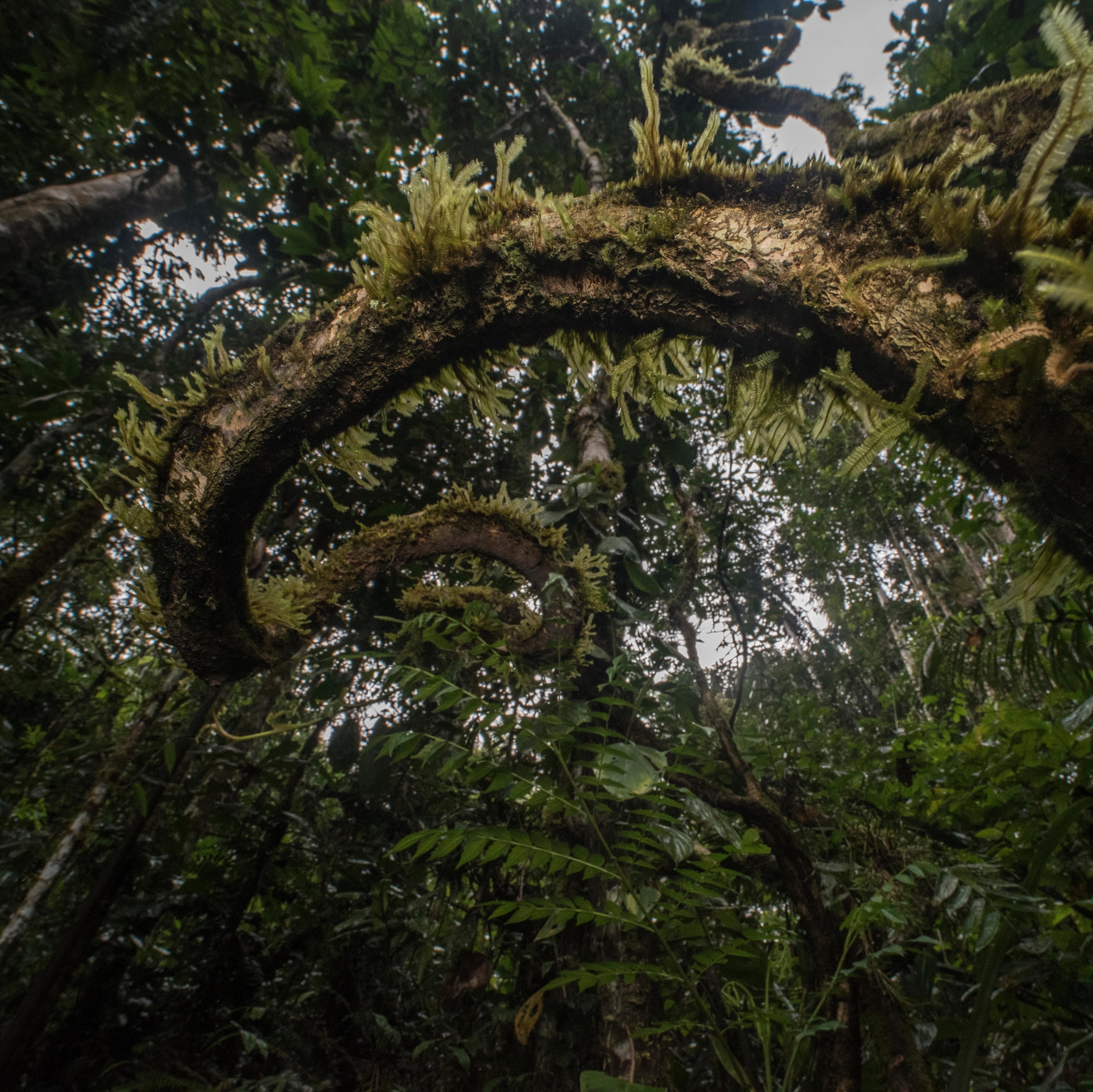 How Woody Vines Do The Twist The New York Times How Woody Vines Do The Twist The New York Times