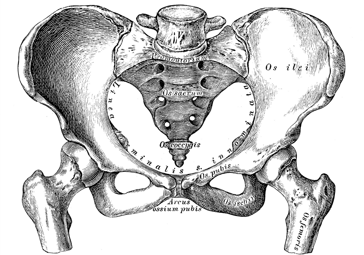 Human Birth Canal Varies More Widely Than Previously Thought The Scientist