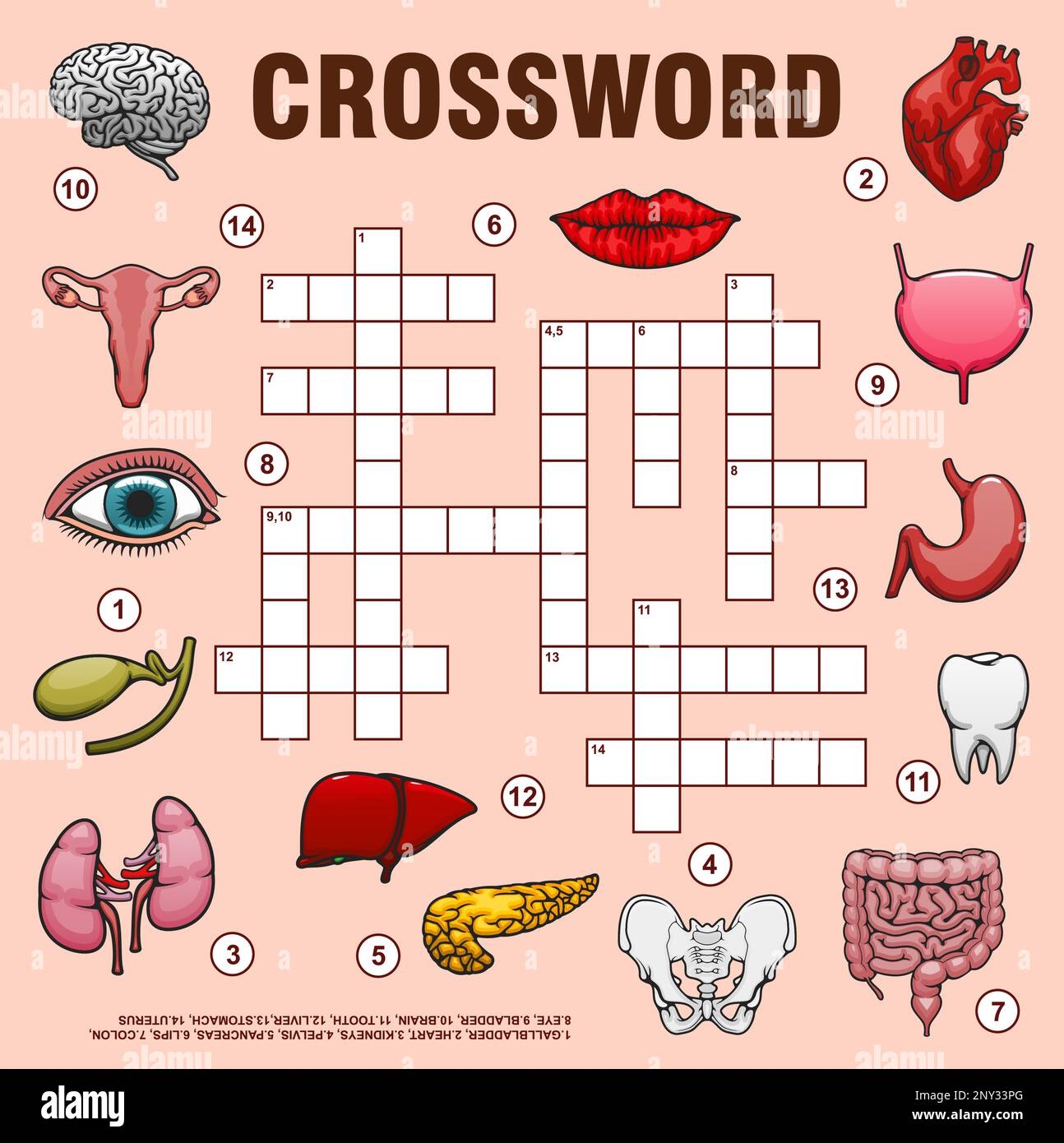 Human Organs Crossword Grid Or Find Word Quiz Game Vector Worksheet Medical Crossword To Guess Words Of Body Anatomy Organs Parts And Bones Heart And Lungs Eye And Lips Spine And Tooth