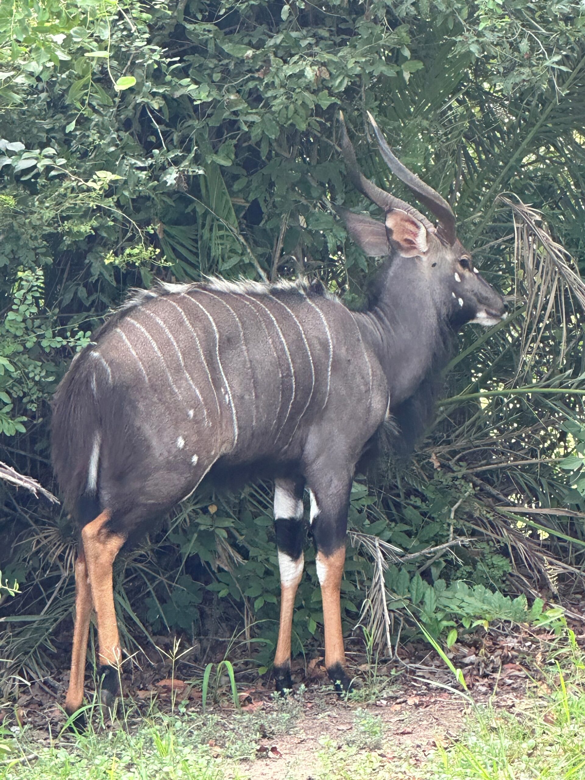 In Touch With Nature Nyala Antelope southernAfricanwildlife Writing To Be Read