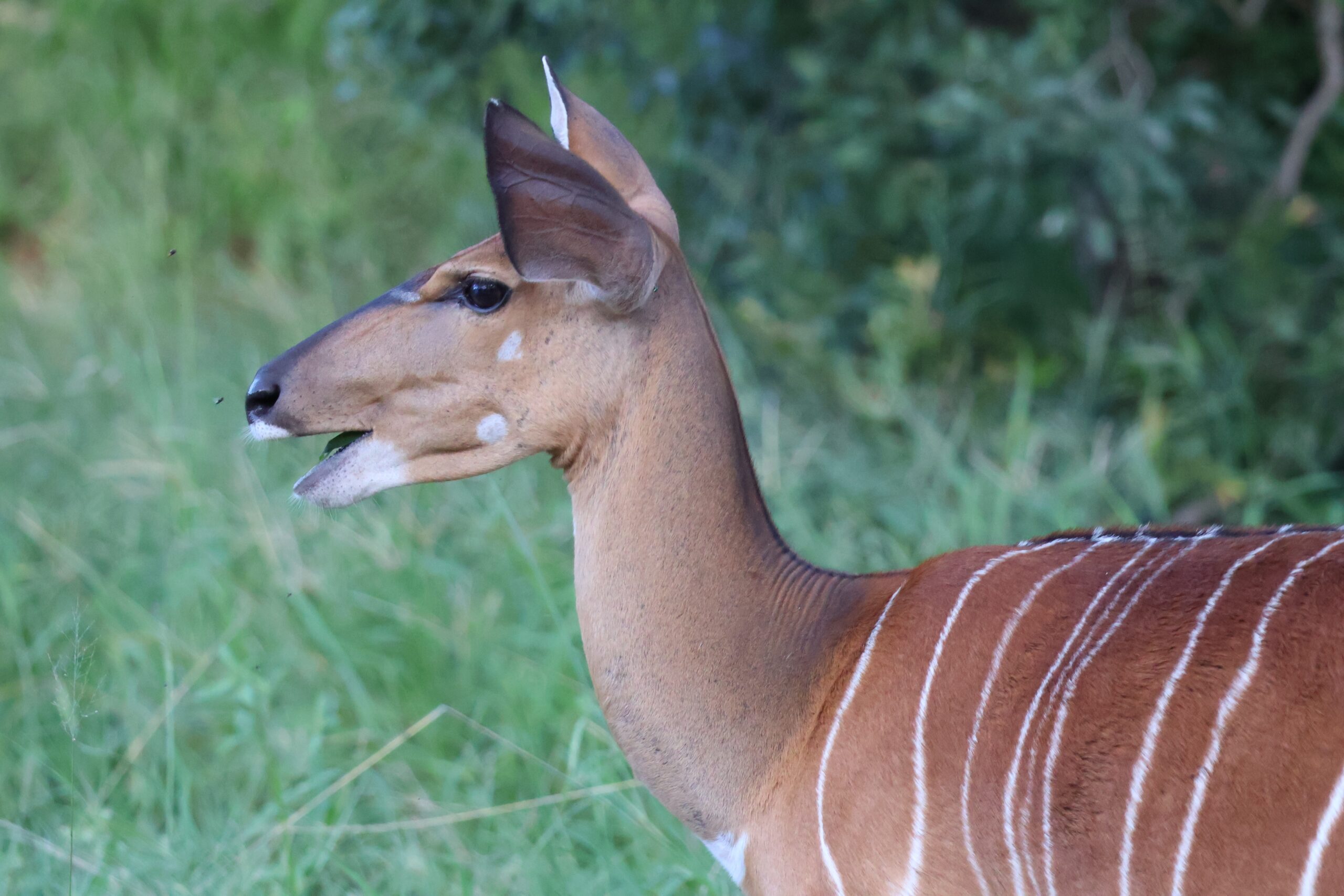 In Touch With Nature Nyala Antelope southernAfricanwildlife Writing To Be Read