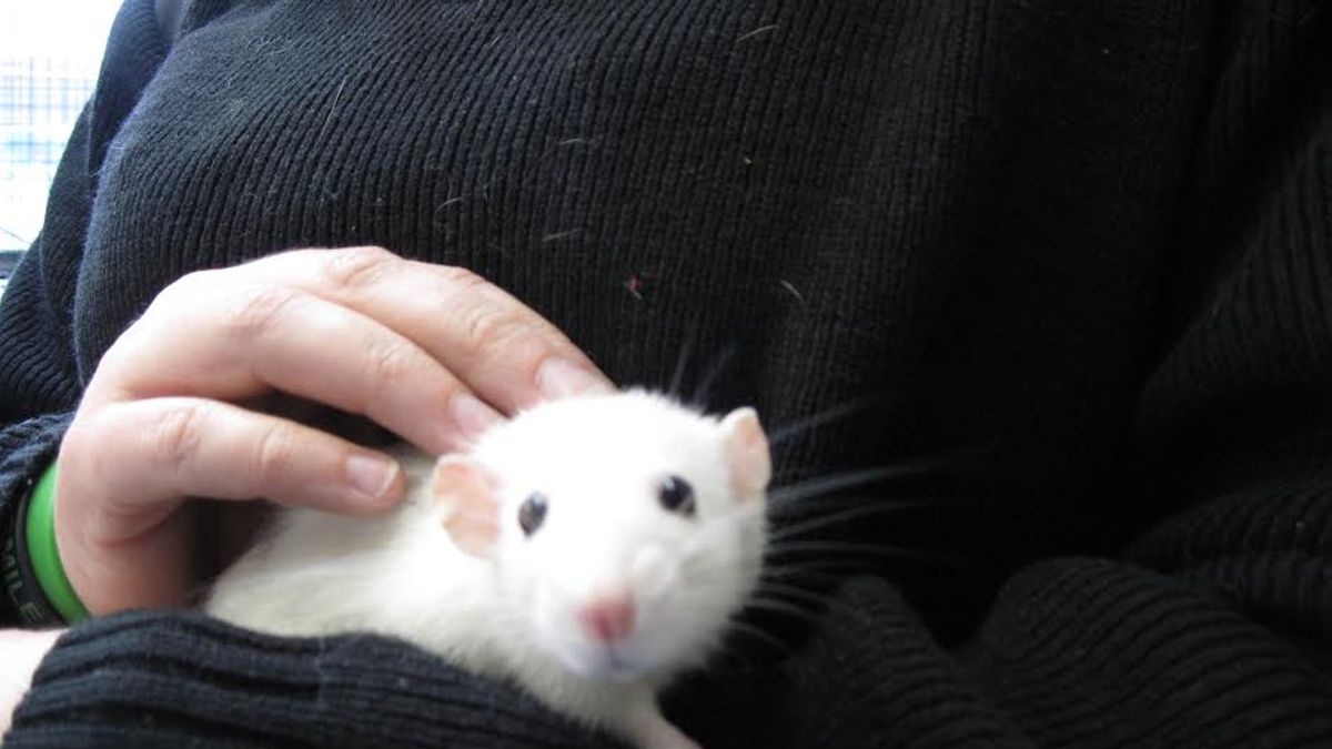 female rats crossword female rats crossword