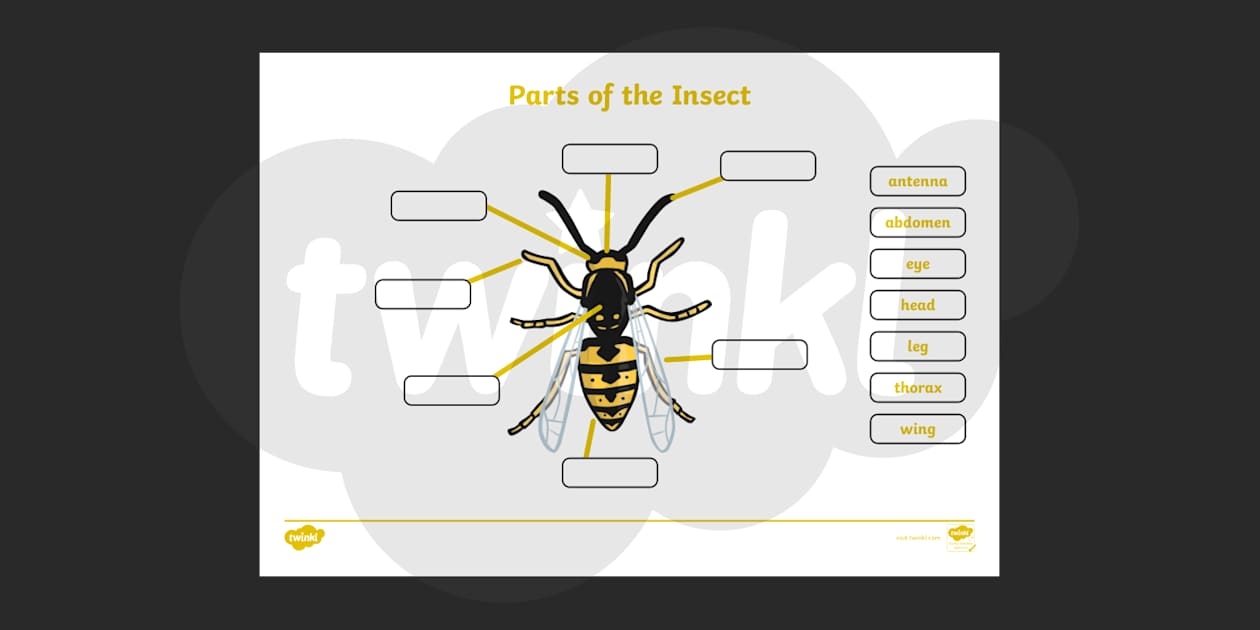 insect stage crossword clue insect stage crossword clue