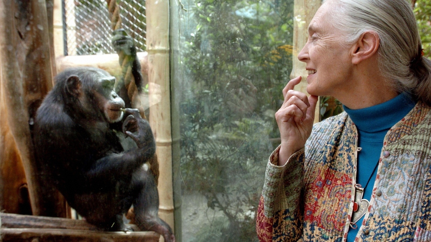 Jane Goodall Primatologist And Global Activist Dies Aged 91 The Irish Times