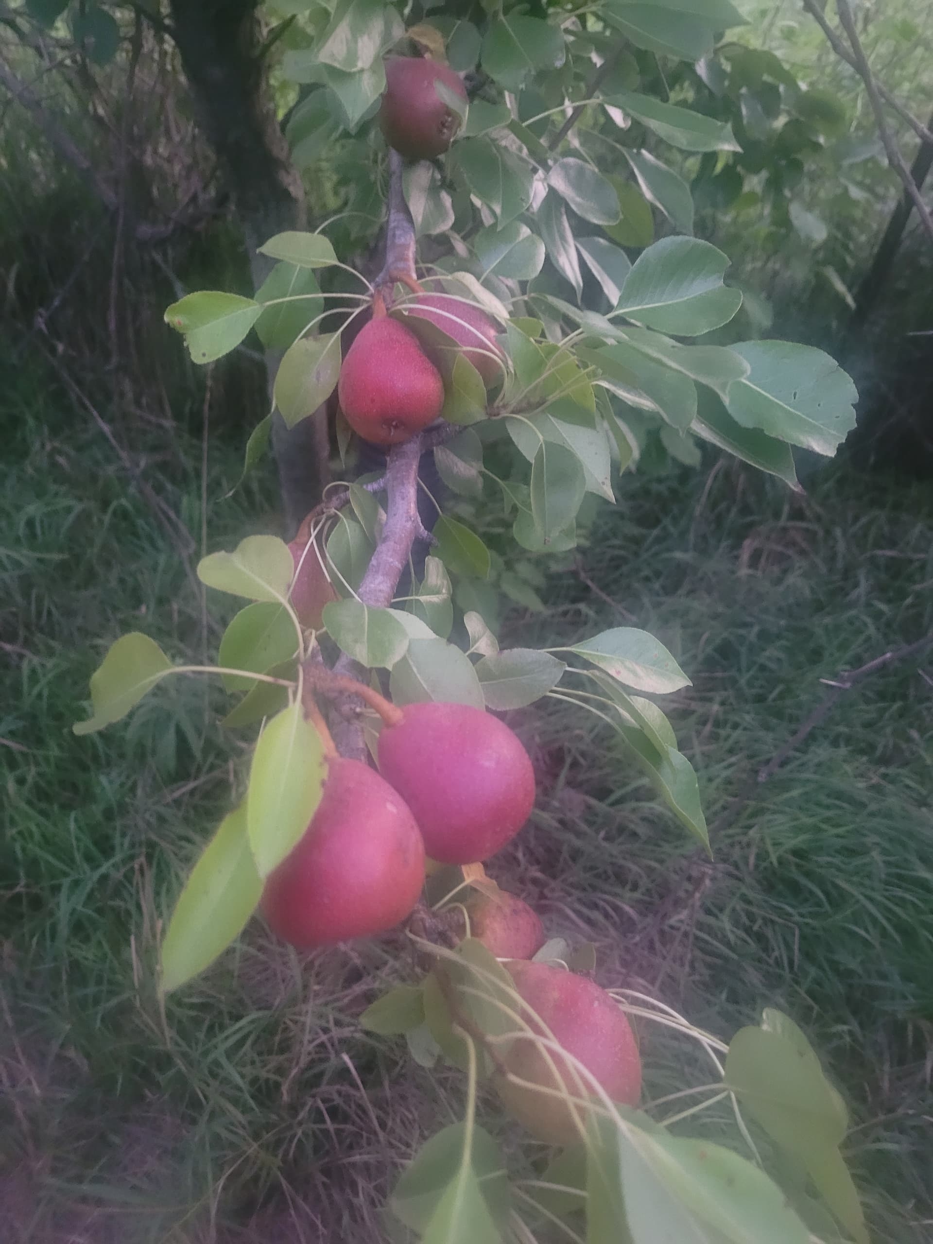 Large Seckel General Fruit Growing Growing Fruit