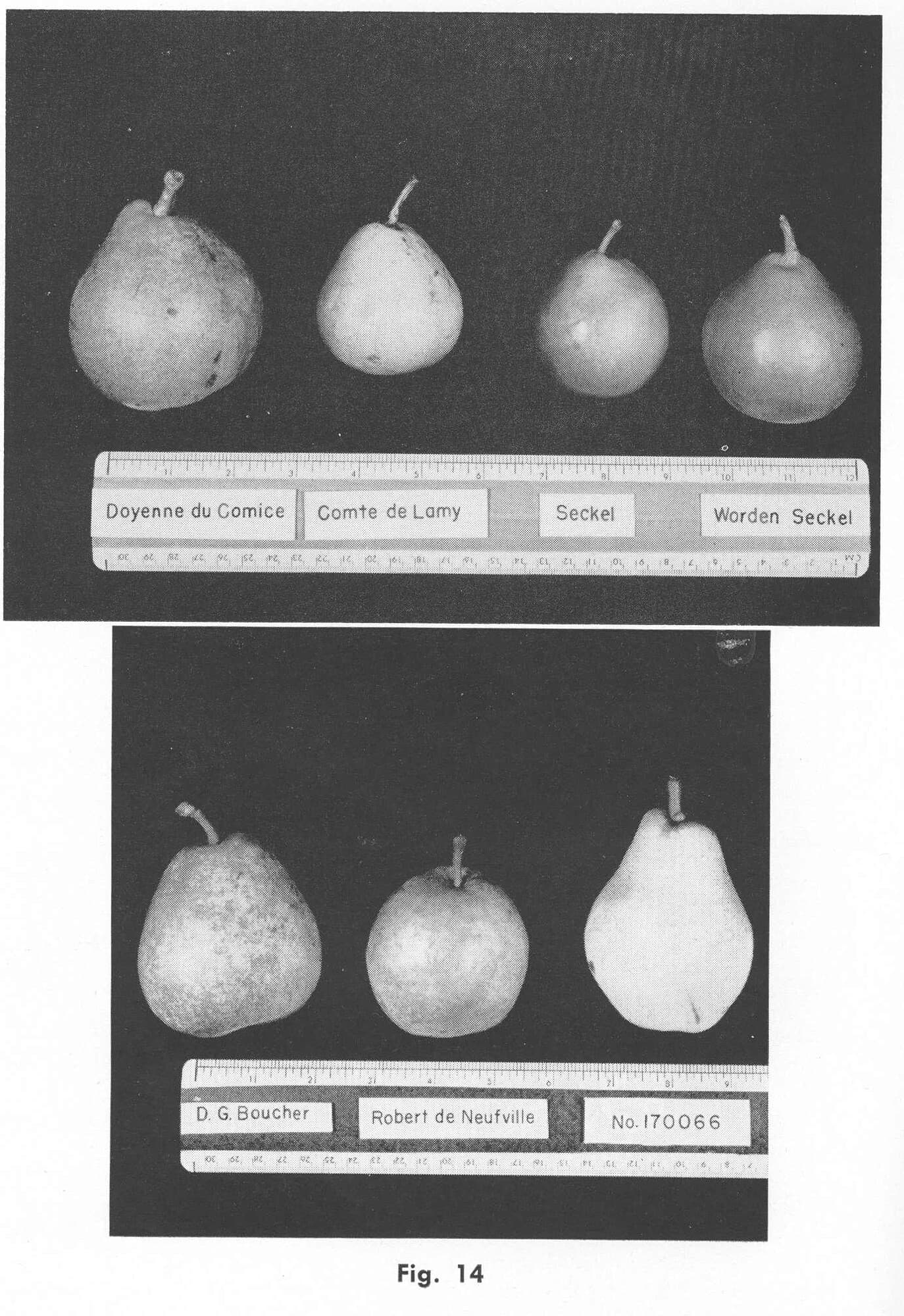 Comice Or Seckel Crossword