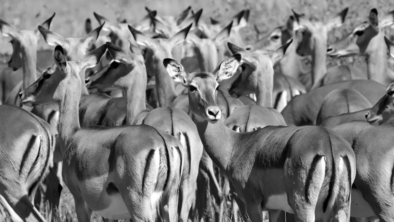 african antelope crossword clue