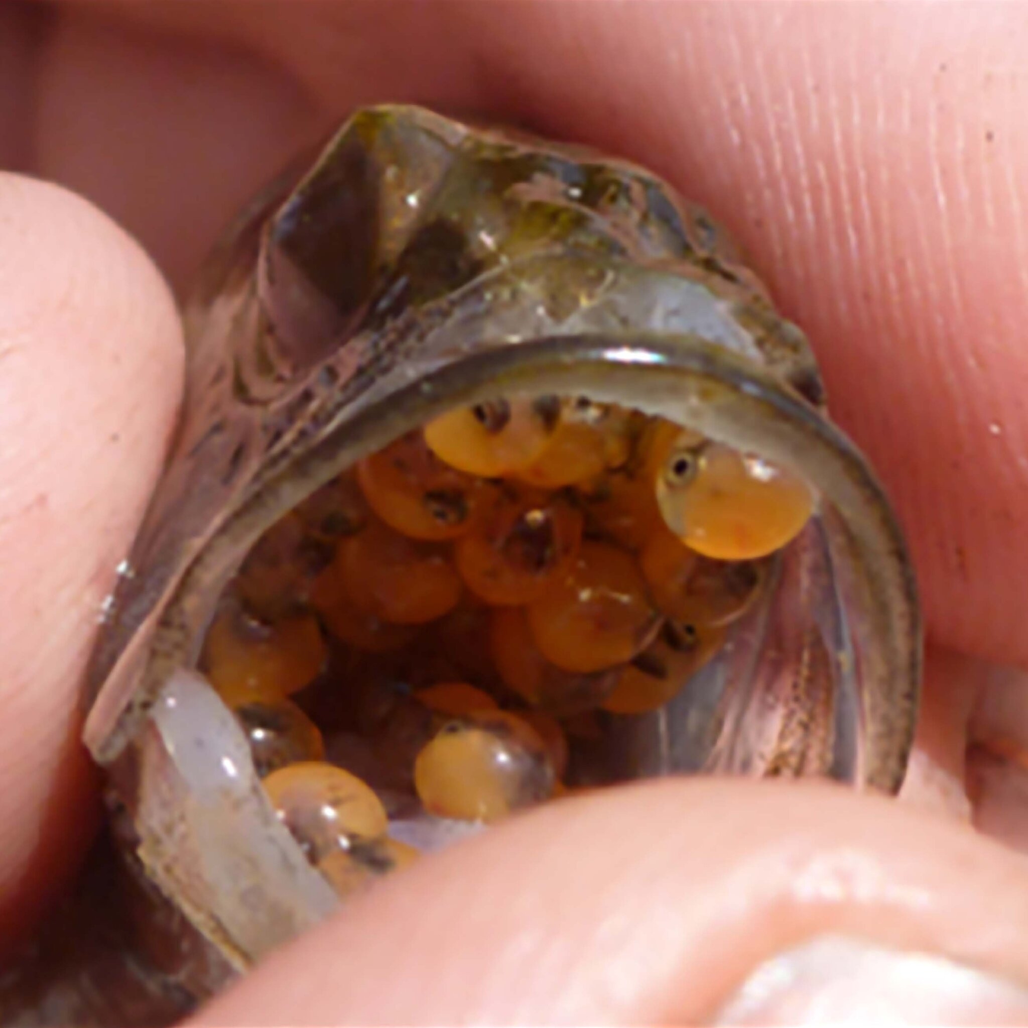 Meet Mouth Almighty A Different Kind Of Fish Dad The New York Times