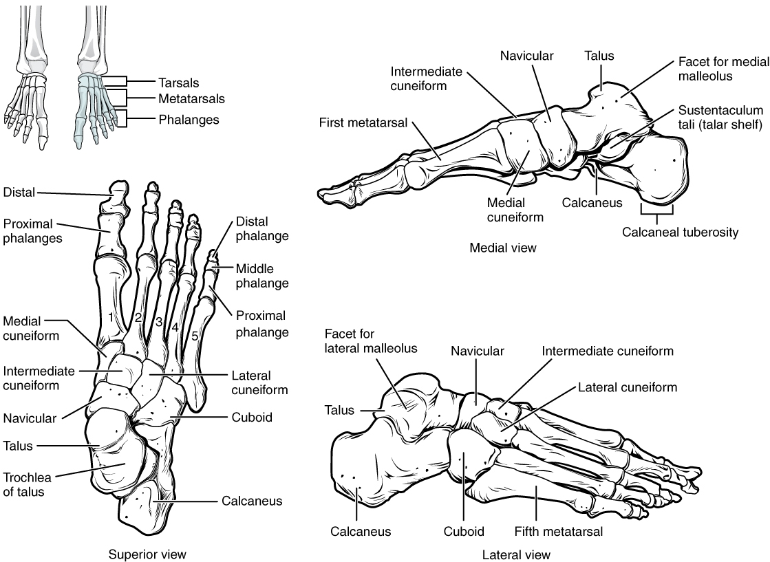 Module 35 Lower Extremity III Leg Ankle And Foot Anatomy 337 EReader