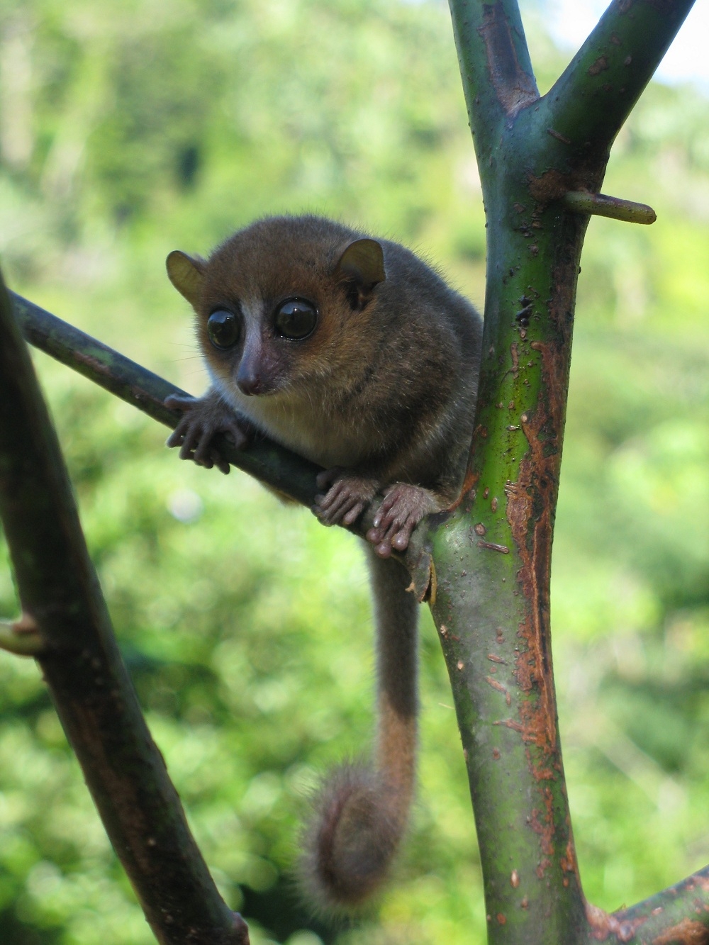 New Lemur Climbs Out Of Hiding In Madagascar Live Science