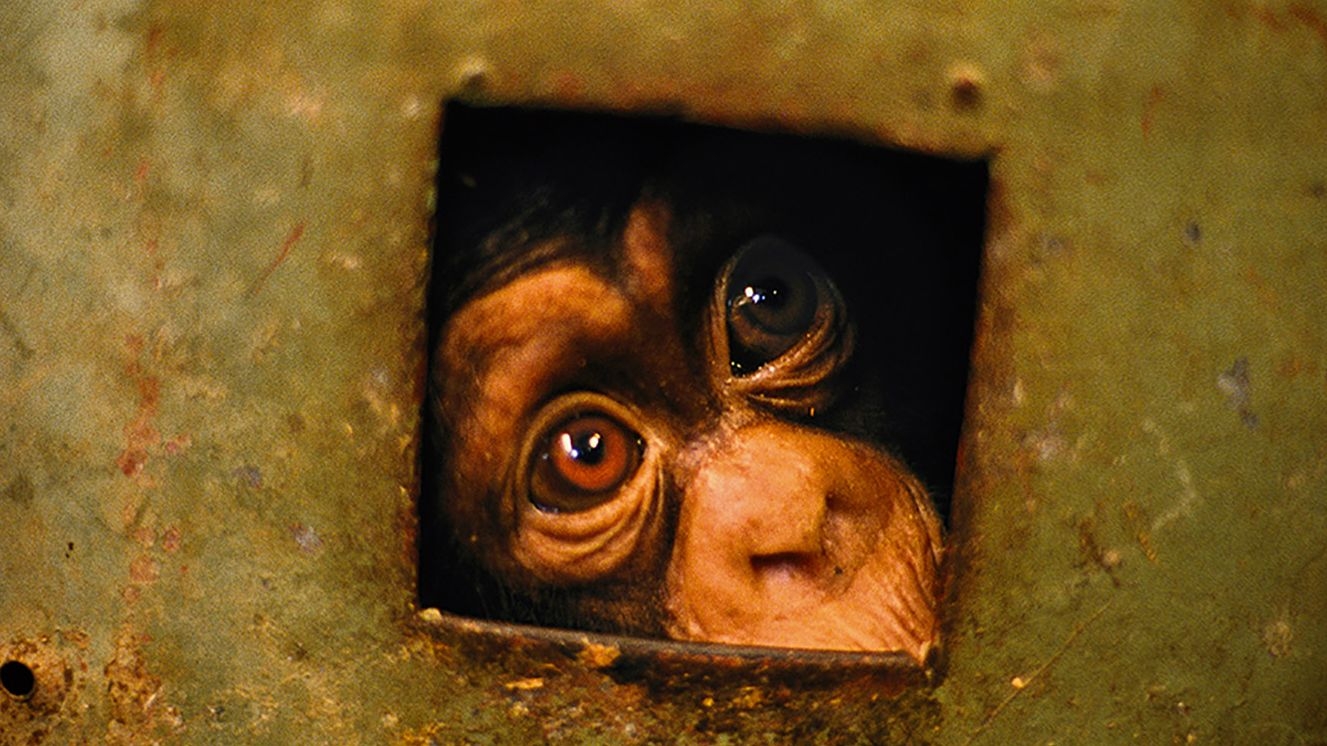 Nick Nichols s Arresting Intimacy With The Wild World The New Yorker