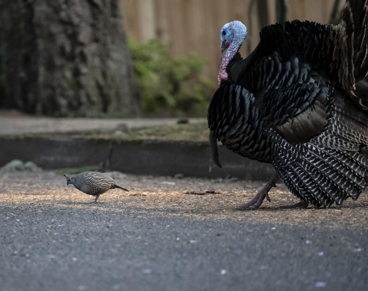 Opinion What A Quail Taught Me About Grief By Joining A Flock Of Turkeys Los Angeles Times