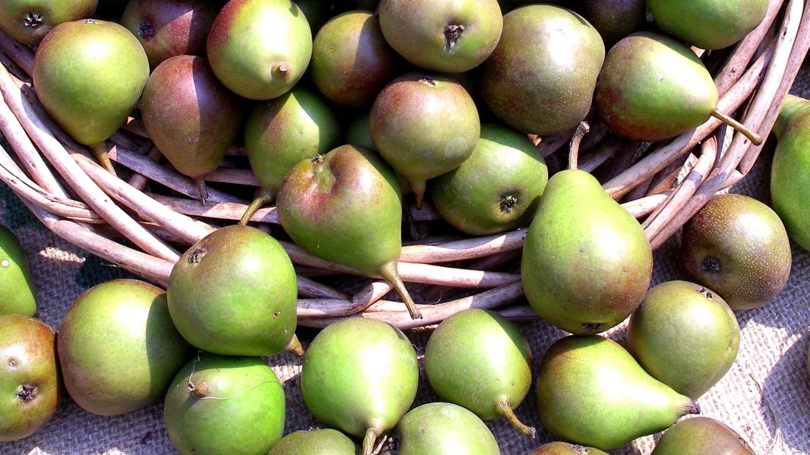 comice or seckel crossword