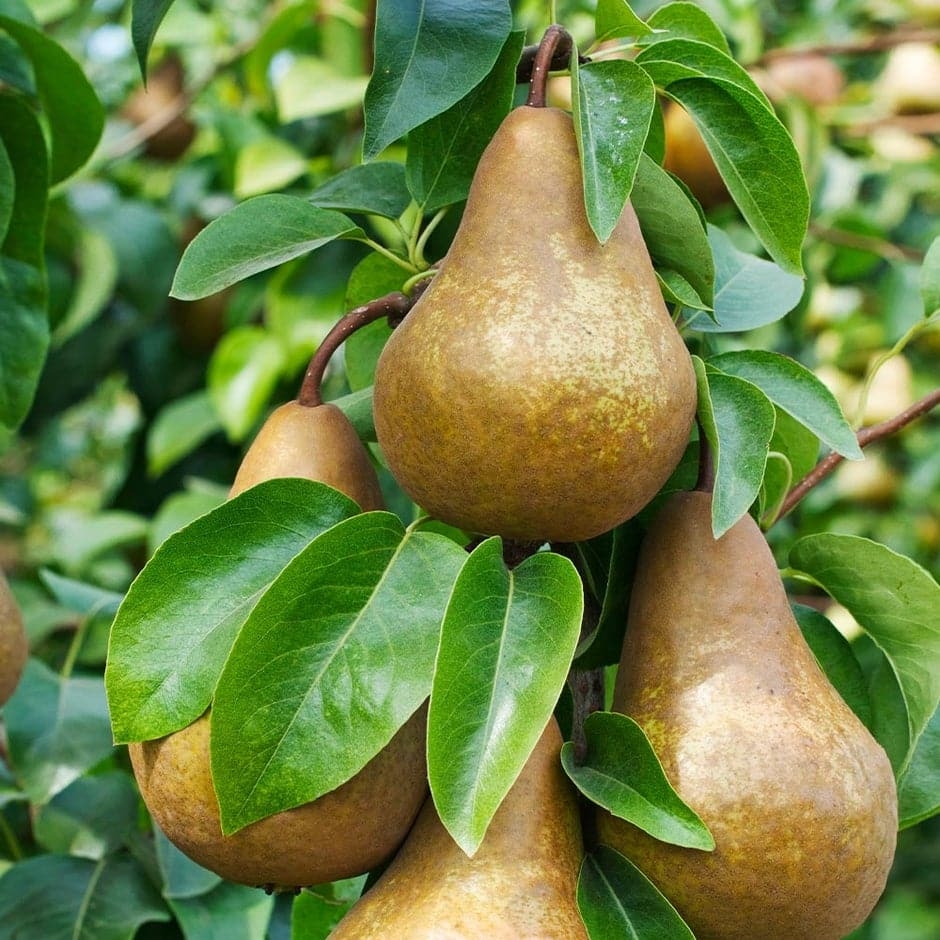 Pear Tree Bosc Semi Dwarf Excellent For Baking 
