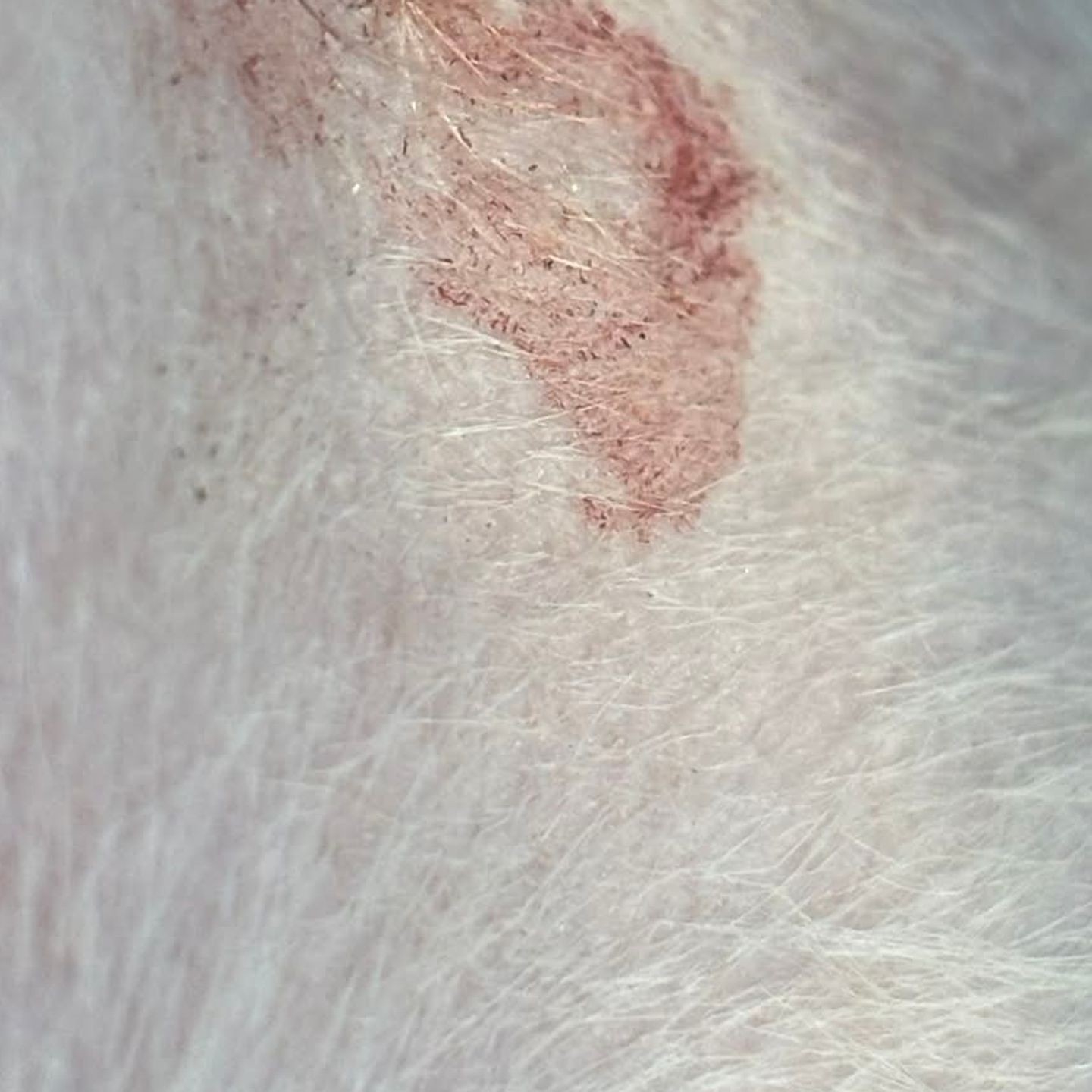 Pet Safety Questions Raised After Fresno Grooming Incident Both Sides Respond