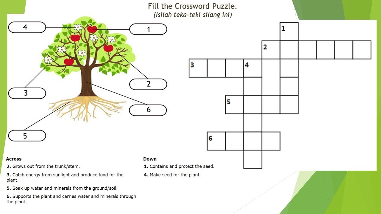 Plant Parts Crossword Puzzle For Grade 3 YouTube Plant Parts Crossword Puzzle For Grade 3 YouTube