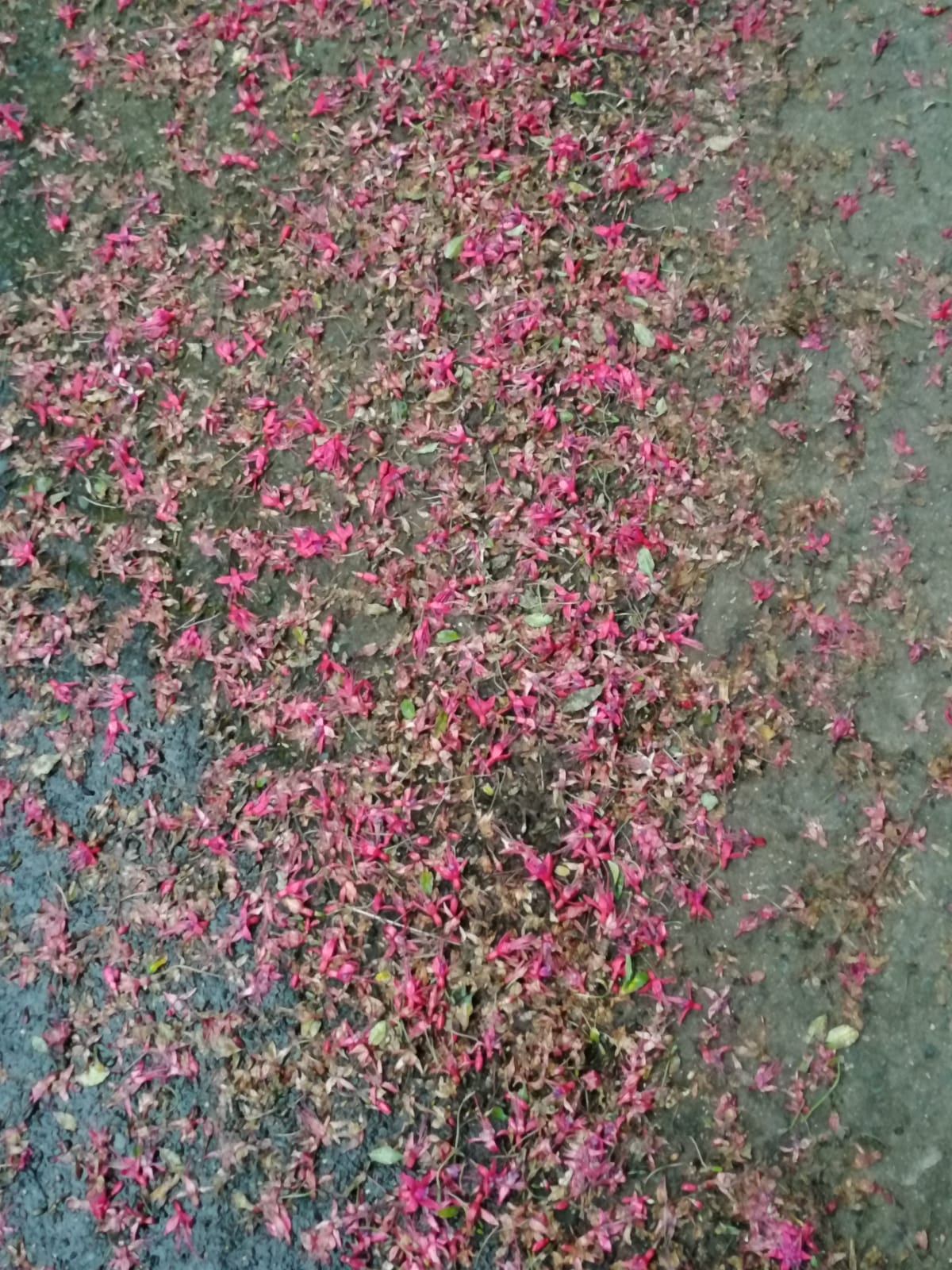 fuchsia relative crossword clue