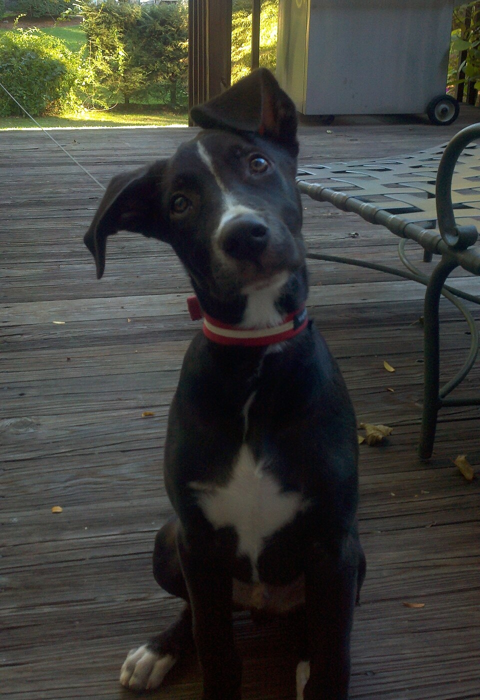 Potcake Dog Wikipedia