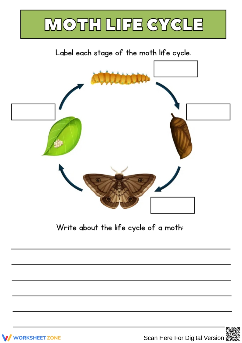 Printable 5th Grade Insect Life Cycle Worksheets Printable 5th Grade Insect Life Cycle Worksheets