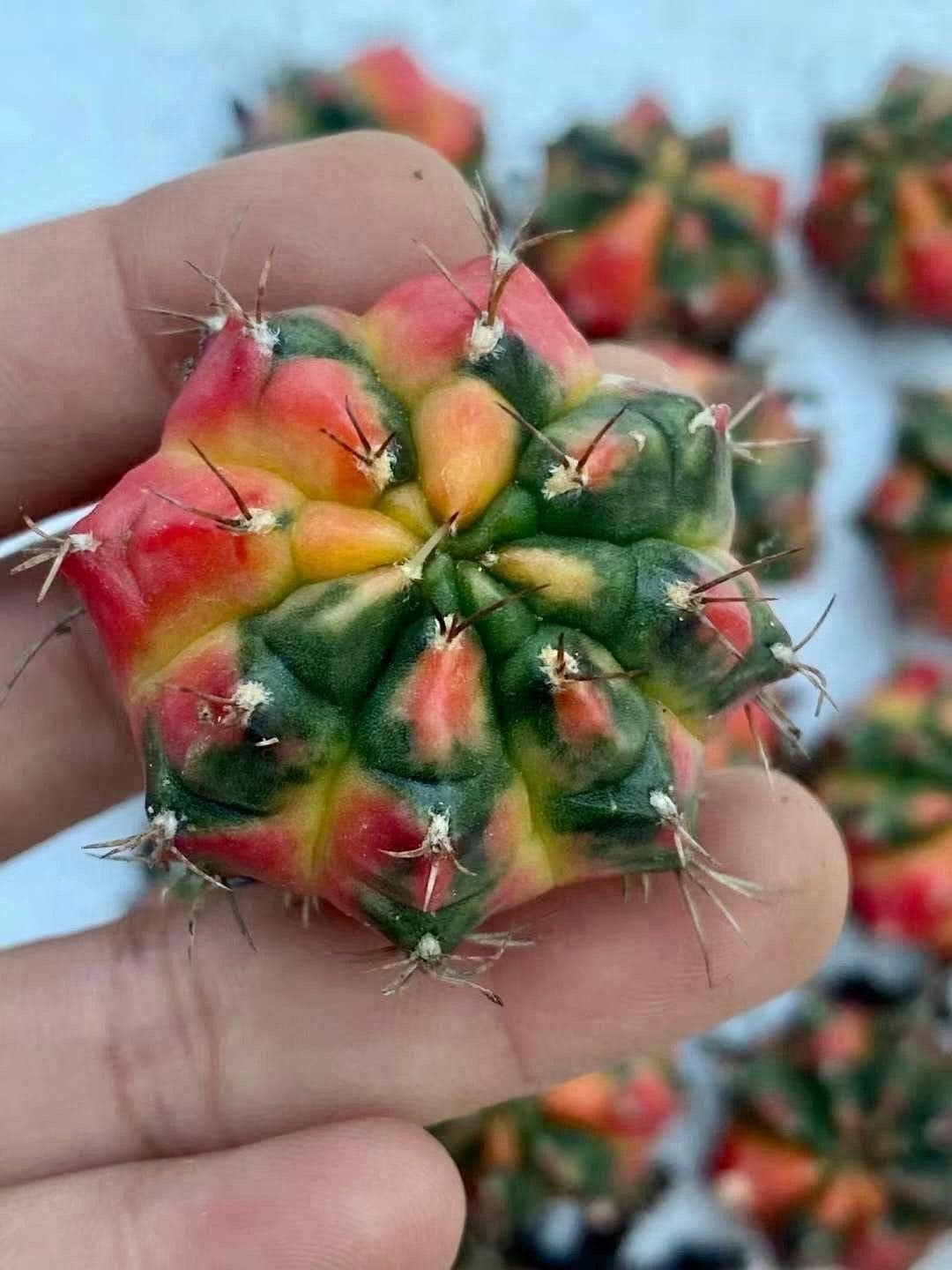 cactus bud crossword